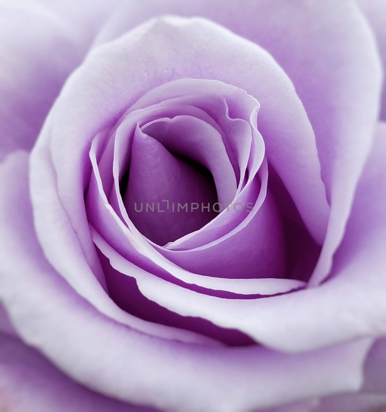 Purple Rose by whitechild