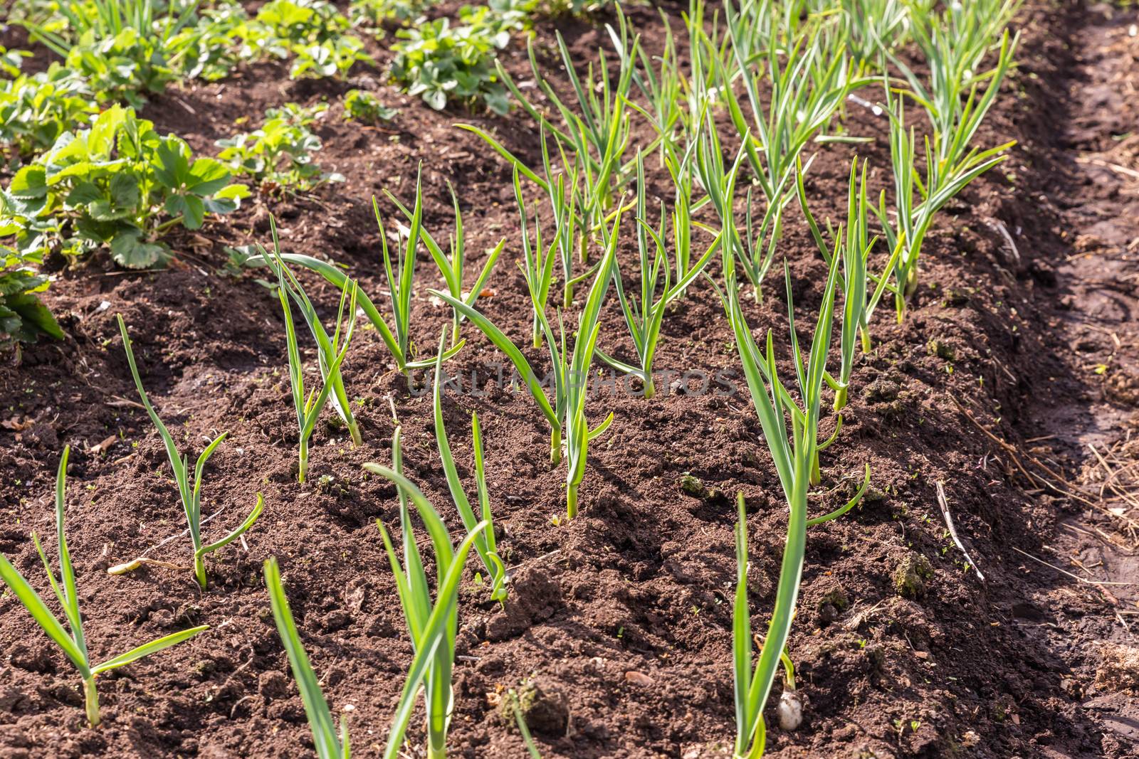 garlic sprouts in the flower bed in the black earth in the spring in Sunny weather