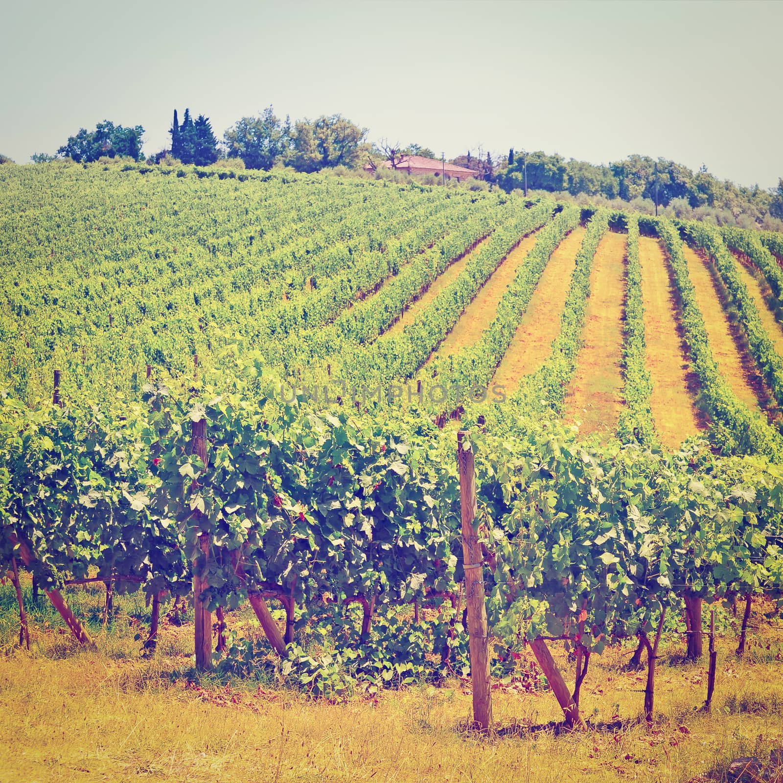 Hill of Tuscany with Vineyard in the Chianti Region, Retro Effect