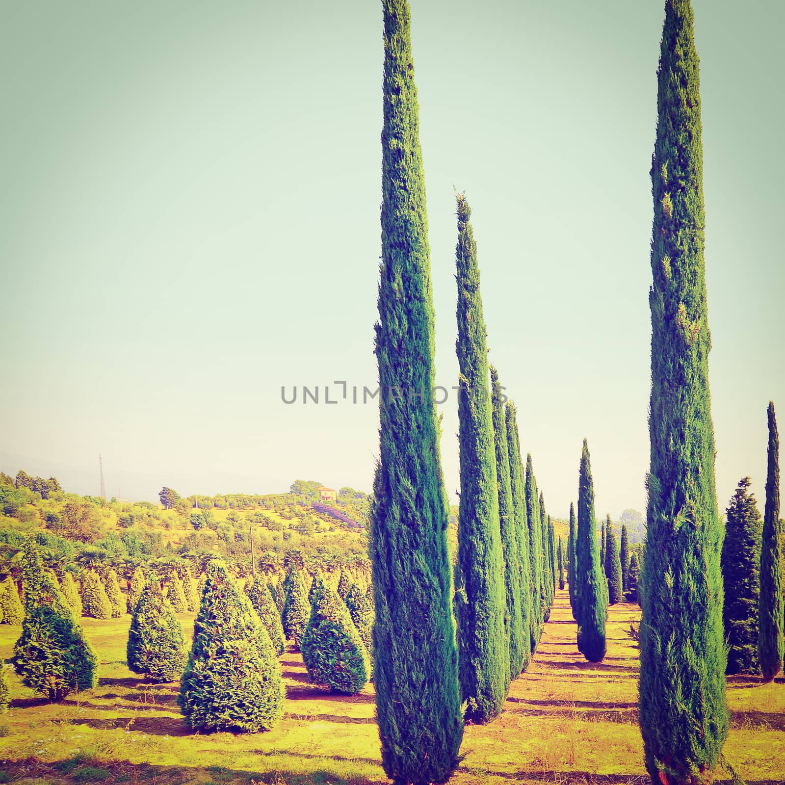Cypress Trees by gkuna