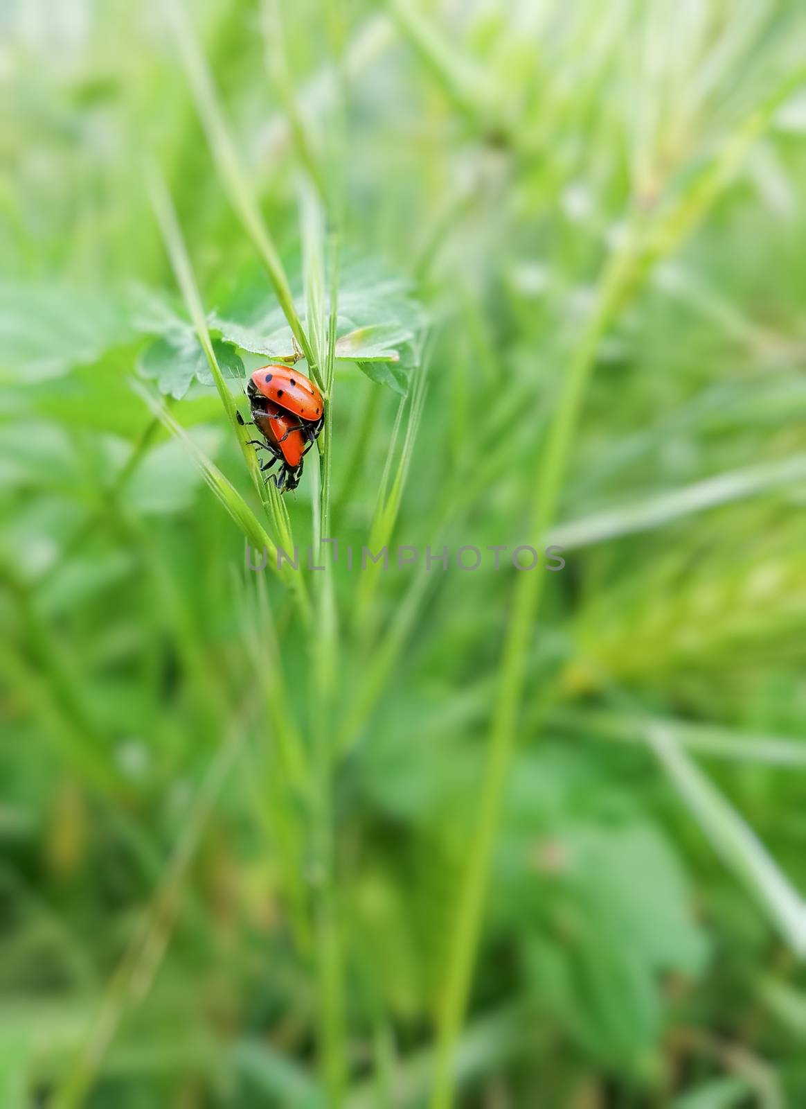 A couple of ladybugs mating in the grass.