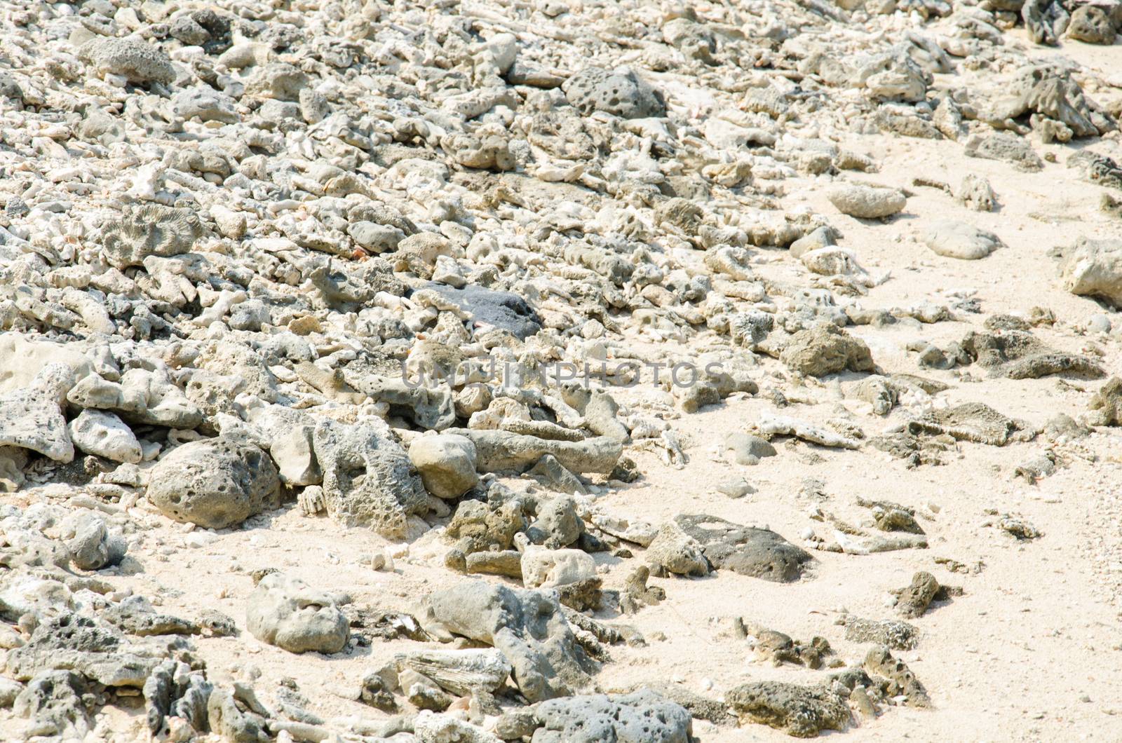 Scrap coral on beach, dead coral types under sea washed up on the sand, at the Cape Coral Phangnga, Thailand.