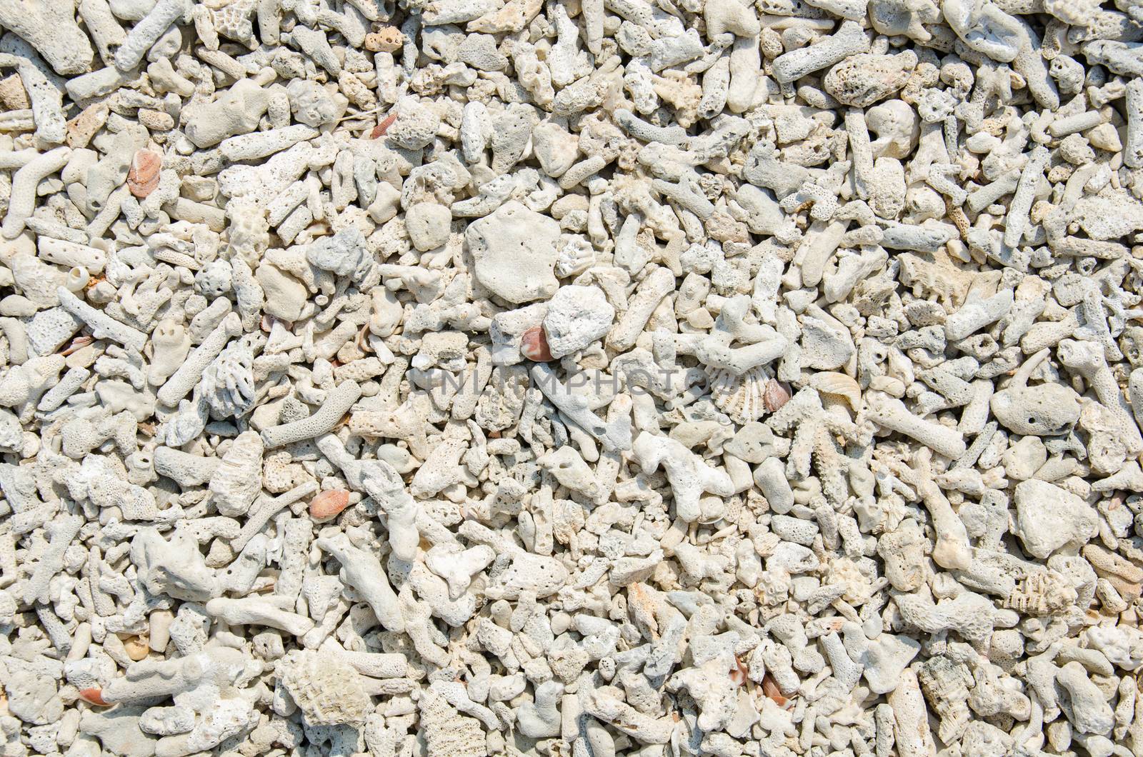 Scrap coral on beach, dead coral types under sea washed up on the sand, at the Cape Coral Phangnga, Thailand.