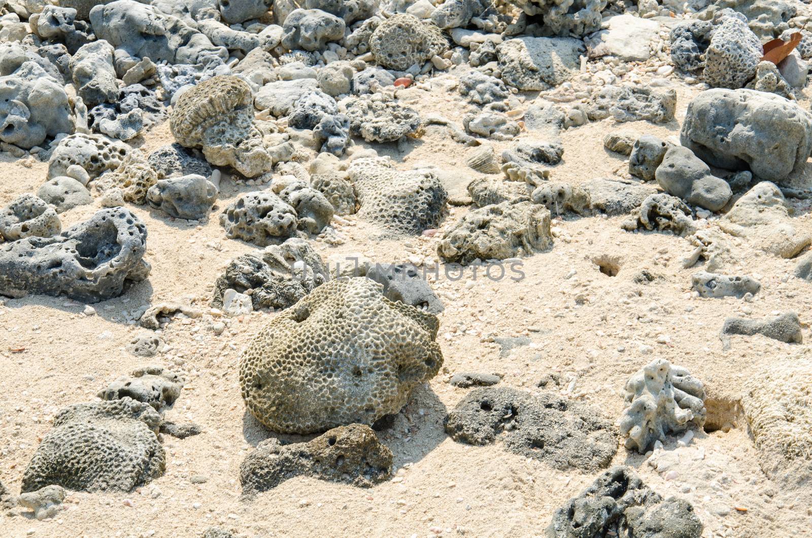 Scrap coral on beach, dead coral types under sea washed up on the sand, at the Cape Coral Phangnga, Thailand.