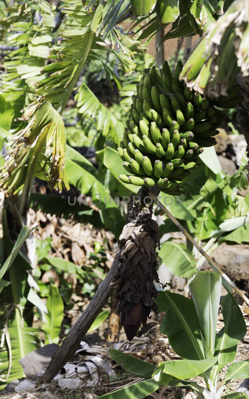 green and yellow wild fresh banana on the island madeira