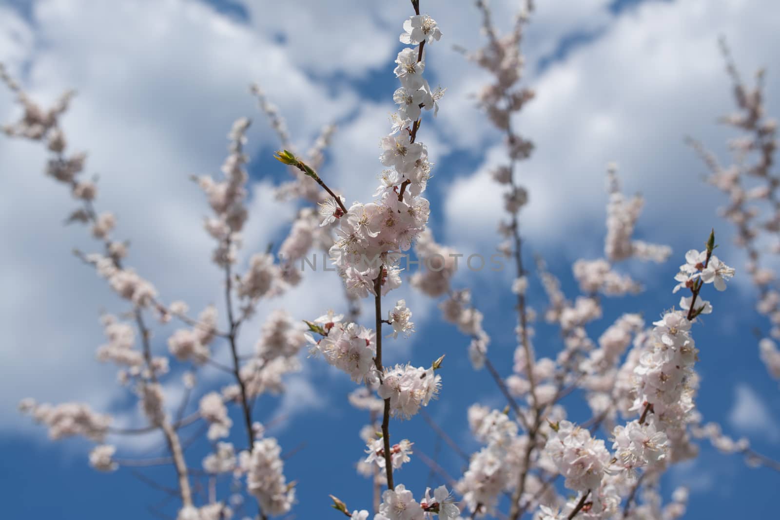 Cherry blossom or  Sakura flower with blue sky and clouds by skrotov