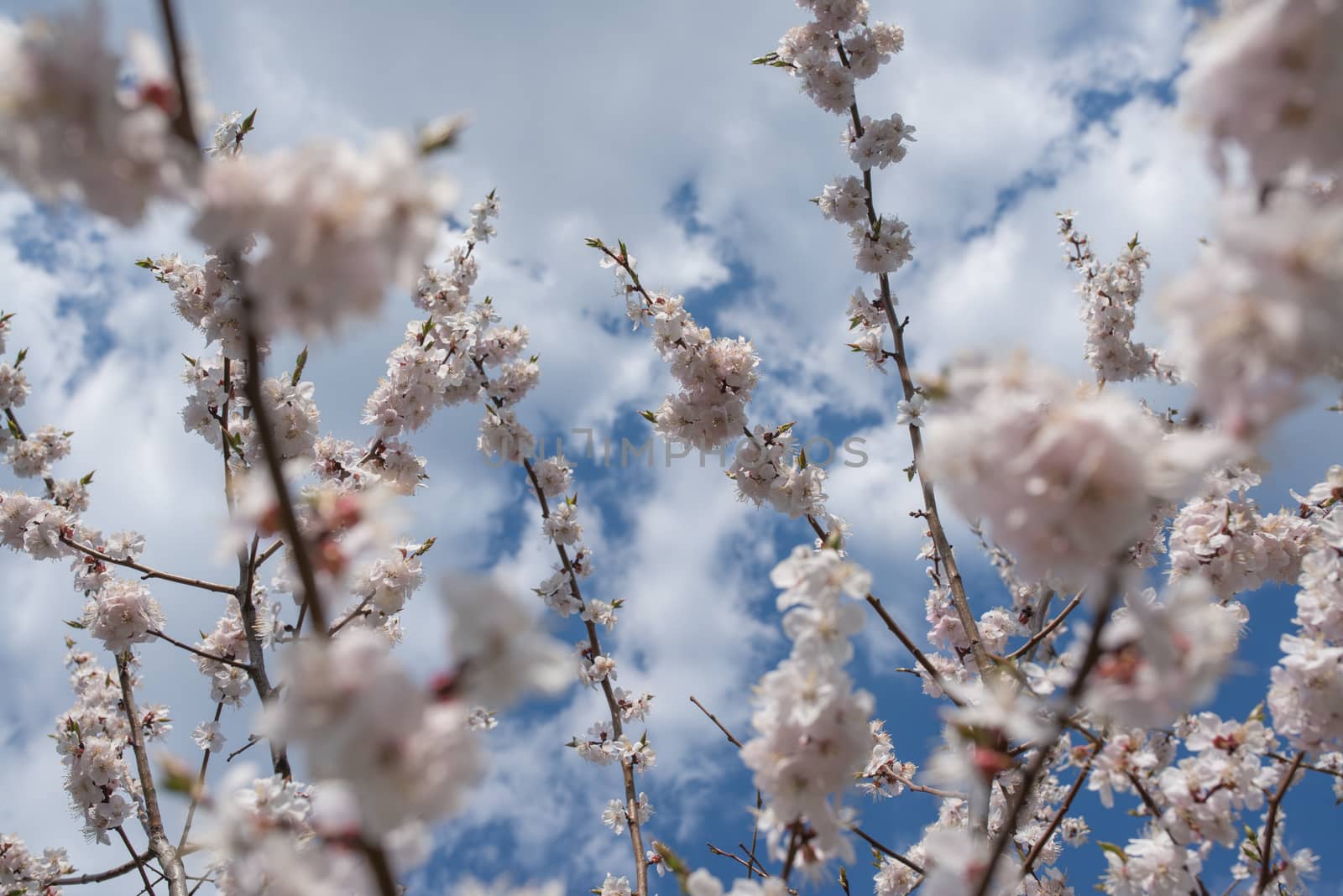 Cherry blossom or  Sakura flower with blue sky and clouds by skrotov