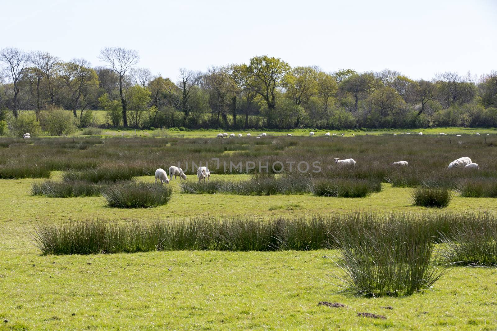 Mutton in swamp marsh France by CatherineL-Prod