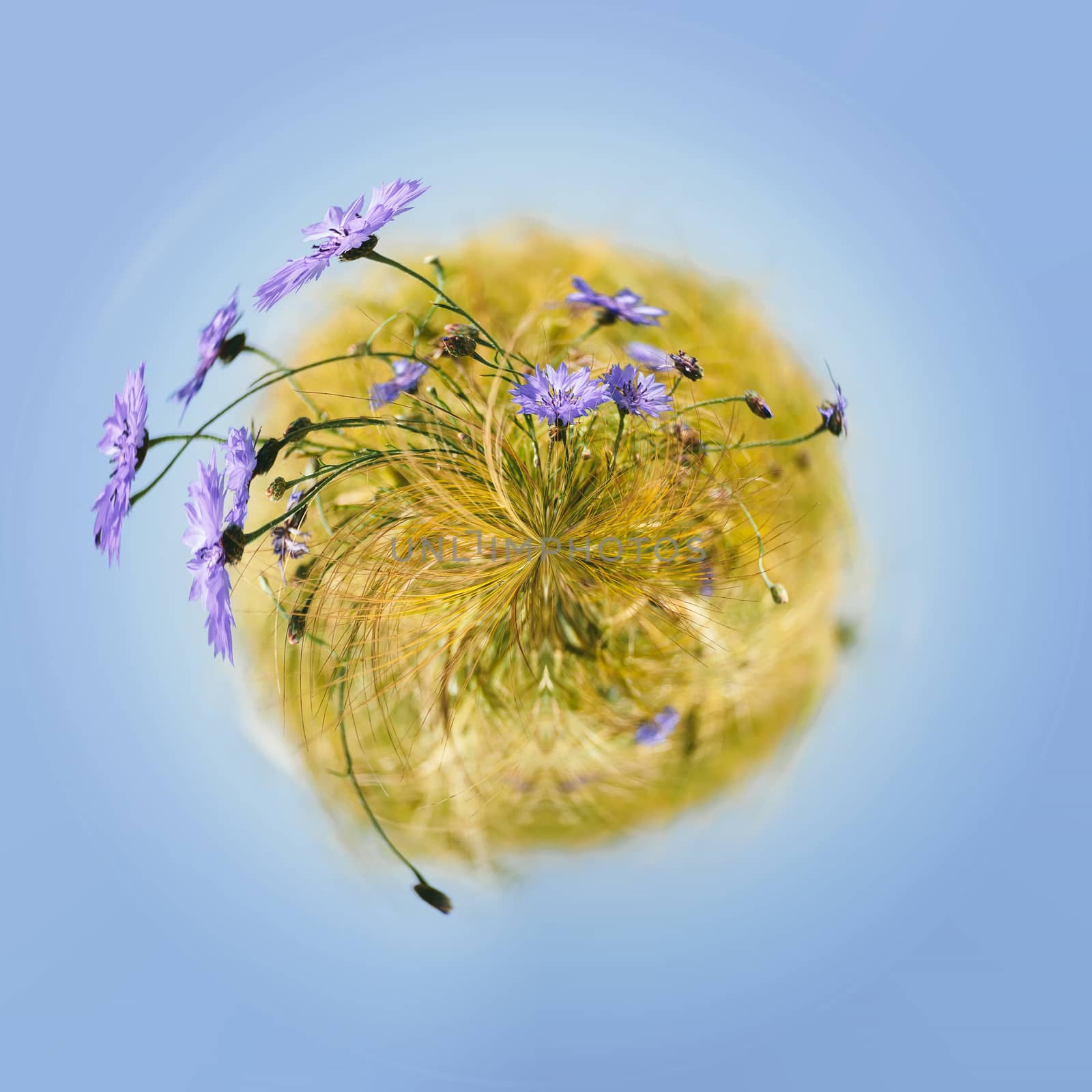 little planet with blue cornflowers in the wheat field with blue sky. ecology concept. Tiny flower  planet