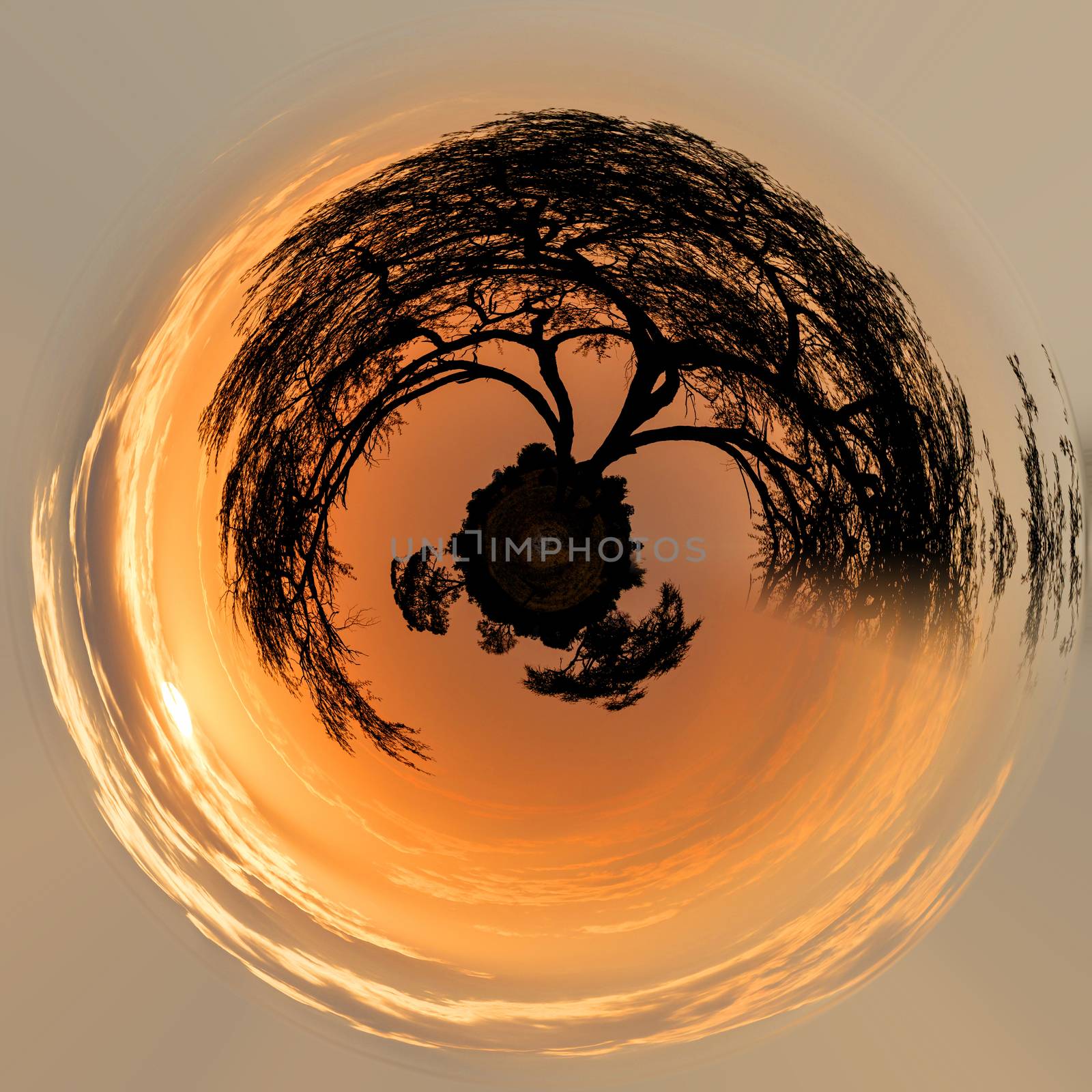 Beautiful Little planet. African sunset with tree in front, Hwange national park, Matabeleland, North Zimbabwe. Ecology concept. Save world nature project.