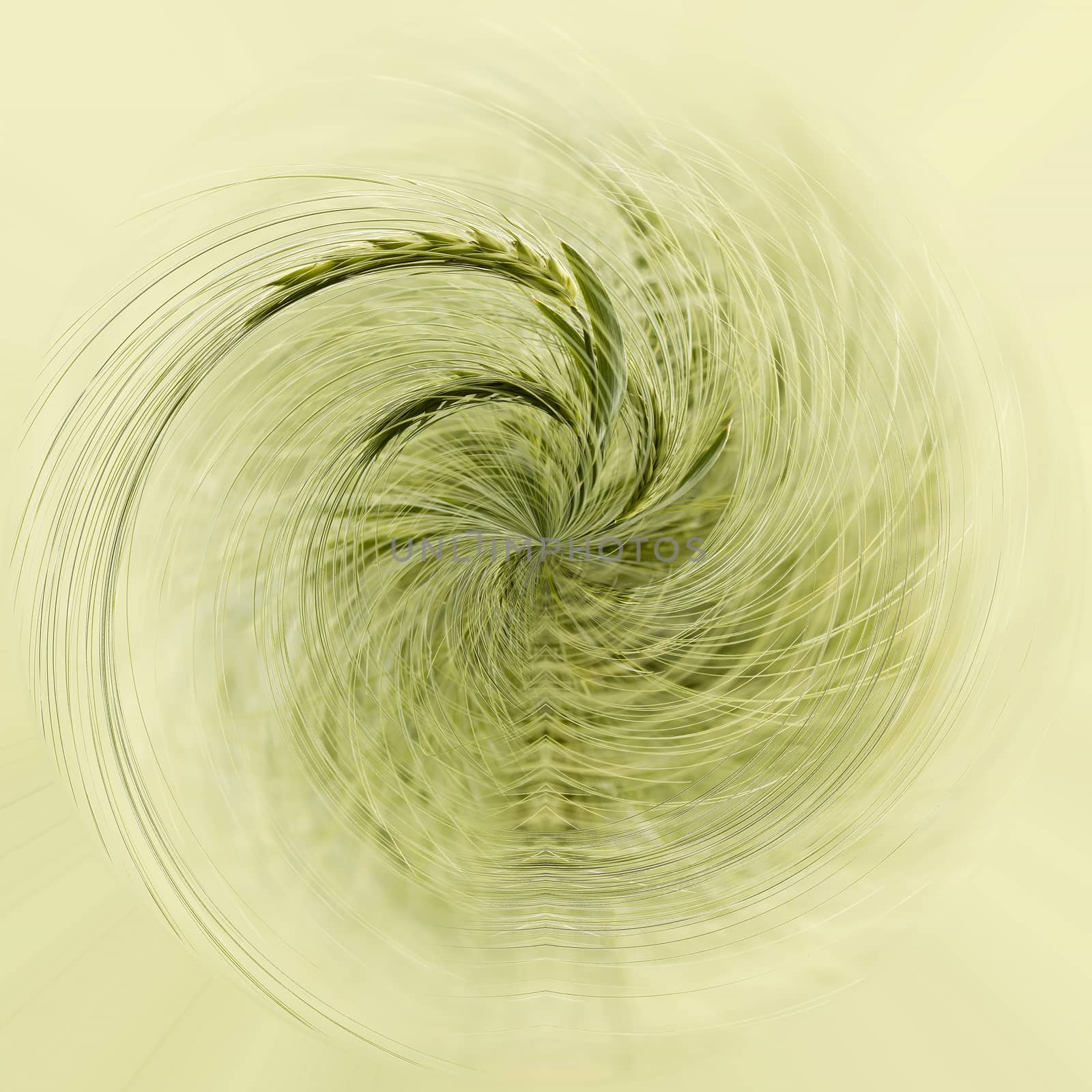 detail of Organic Green spring grains with shallow focus, ecology concept. Tiny green planet