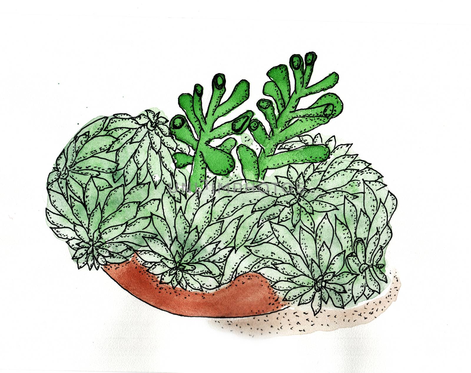 Watercolor painting - succulents in the bowl by Julia_Faranchuk