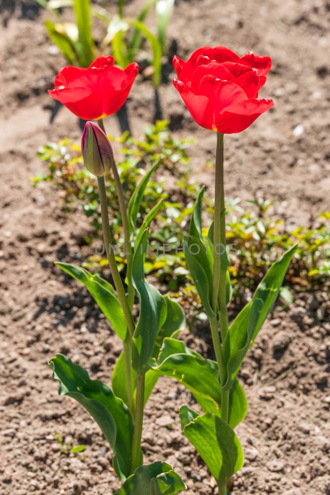 Two red tulip flowers in a garden