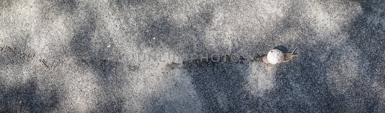 Snail leaving a trail in gravel in panorama