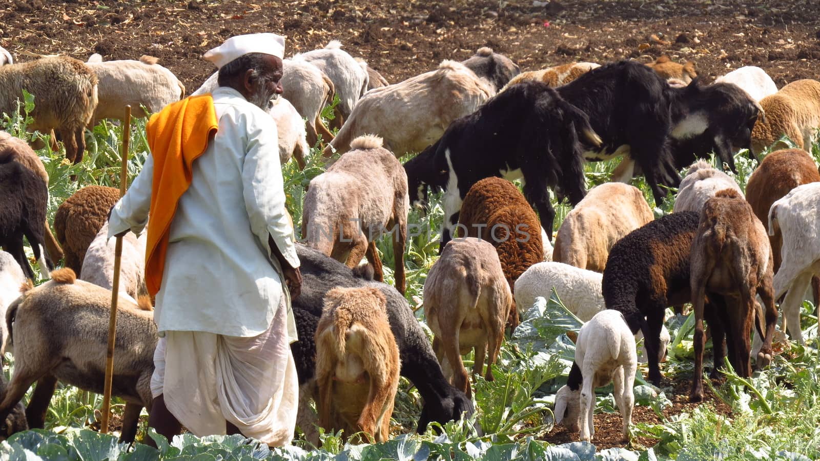 An Indian shepherd with his sheep and goats.







Shepherd