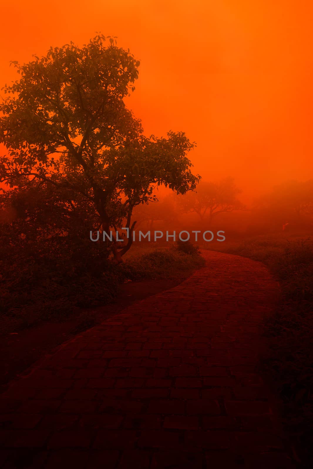 A mysterious old path during an evening with orange light and clouds touching the ground.                               