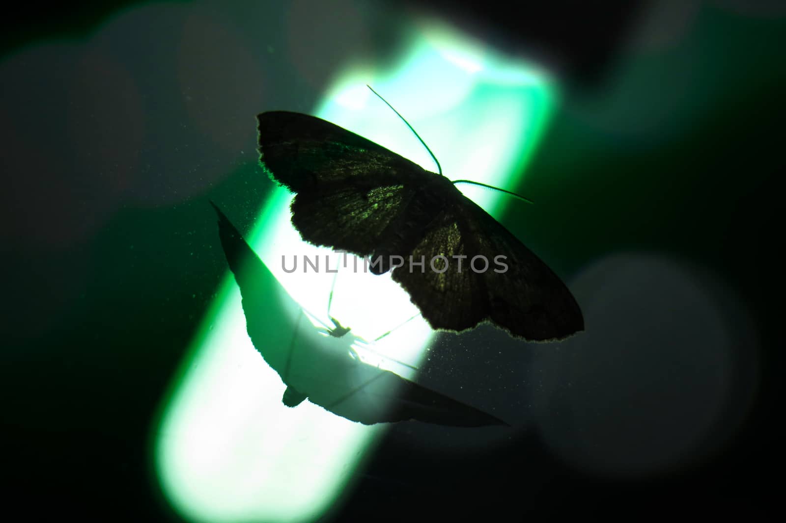 A moth with its reflection on a mirror with a green light in the background.
