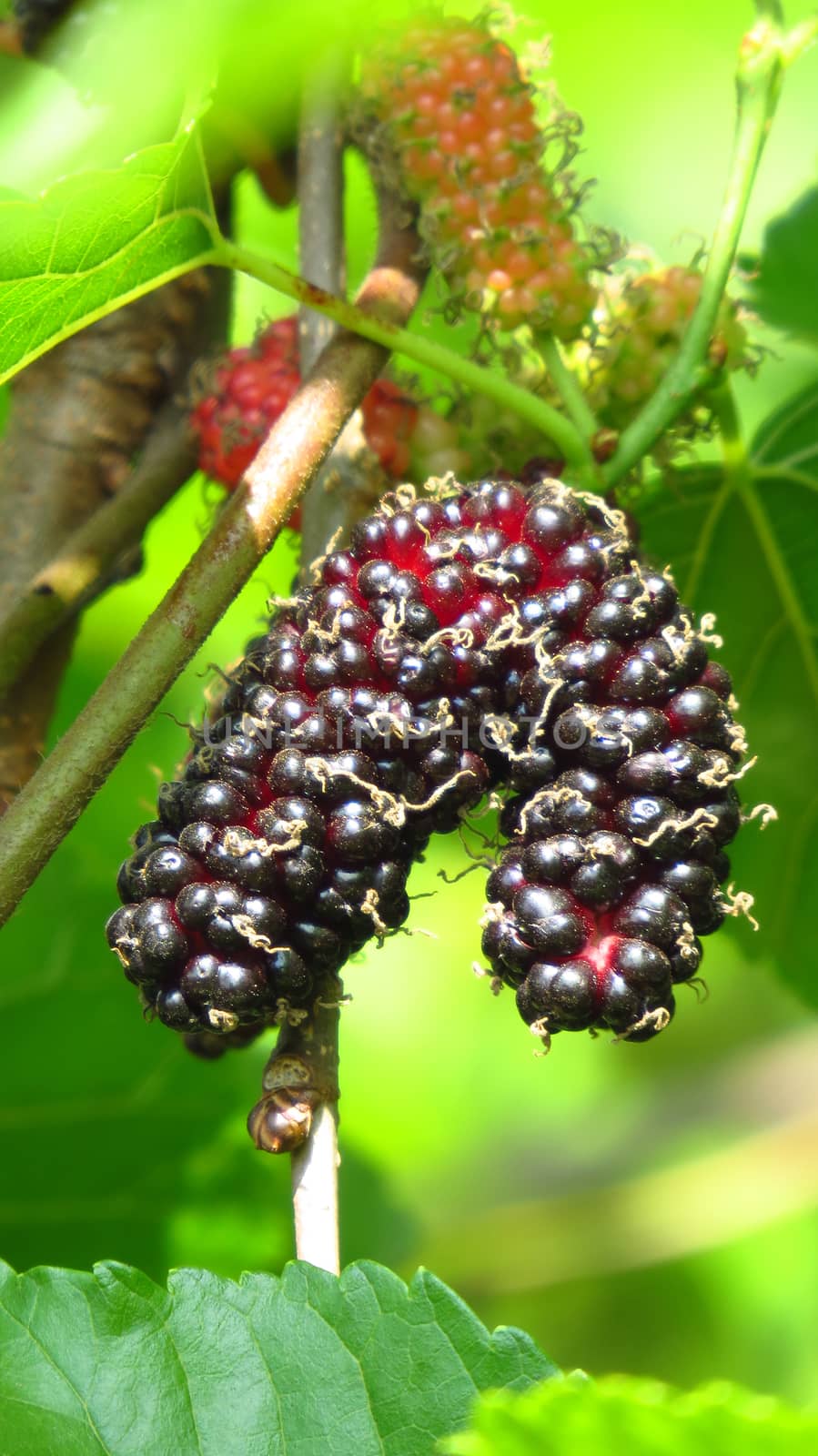 Ripe Mulberry by thefinalmiracle