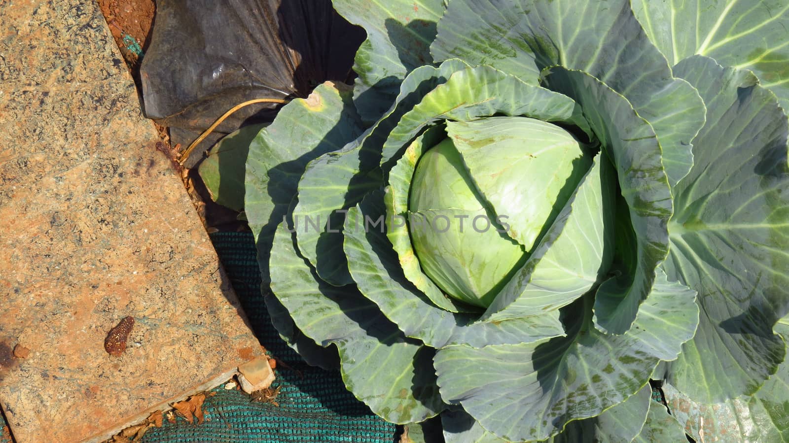 A top view of a huge cabbage organically grown in an Indian farm                               