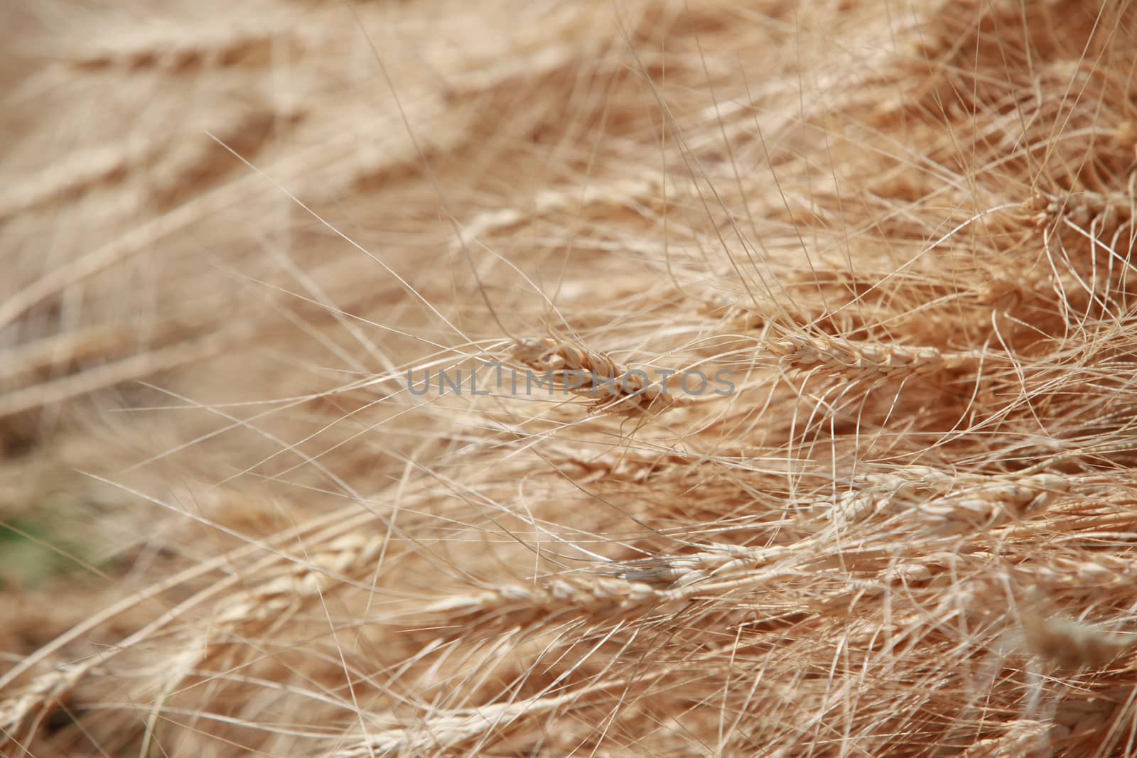 Golden Wheat background by thefinalmiracle