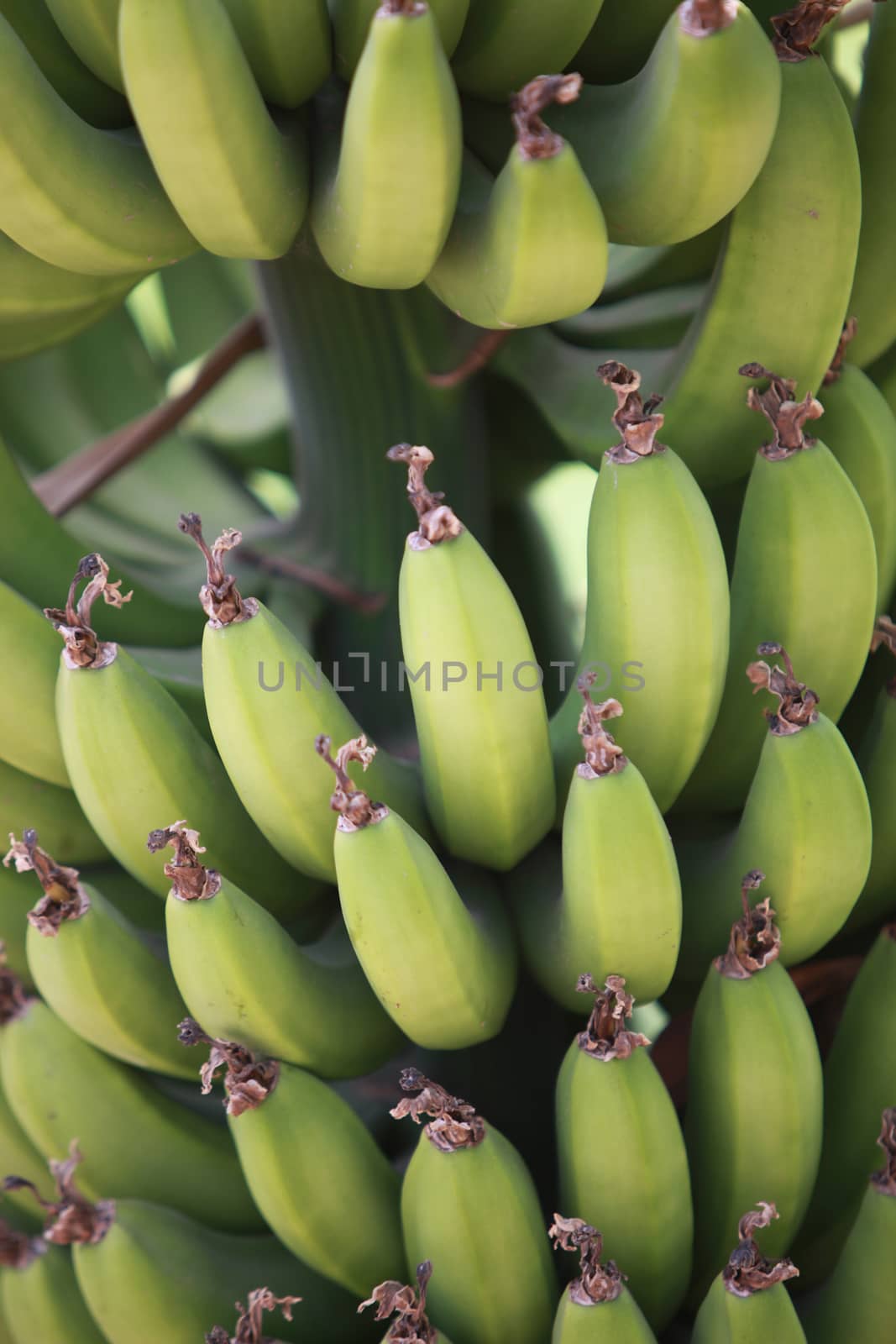 An abstract view of a bunch of organically grown bananas hanging from its tree.