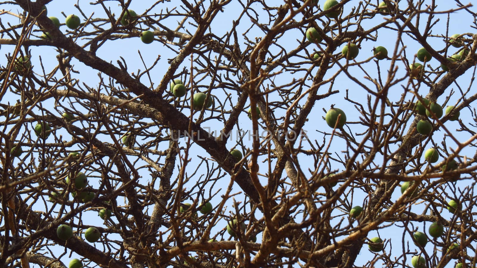 A background of a dried tree with some green fruits in the Indian tropics.