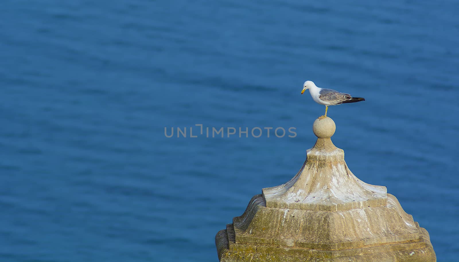 A lonely seagull standing on the top of a steeple