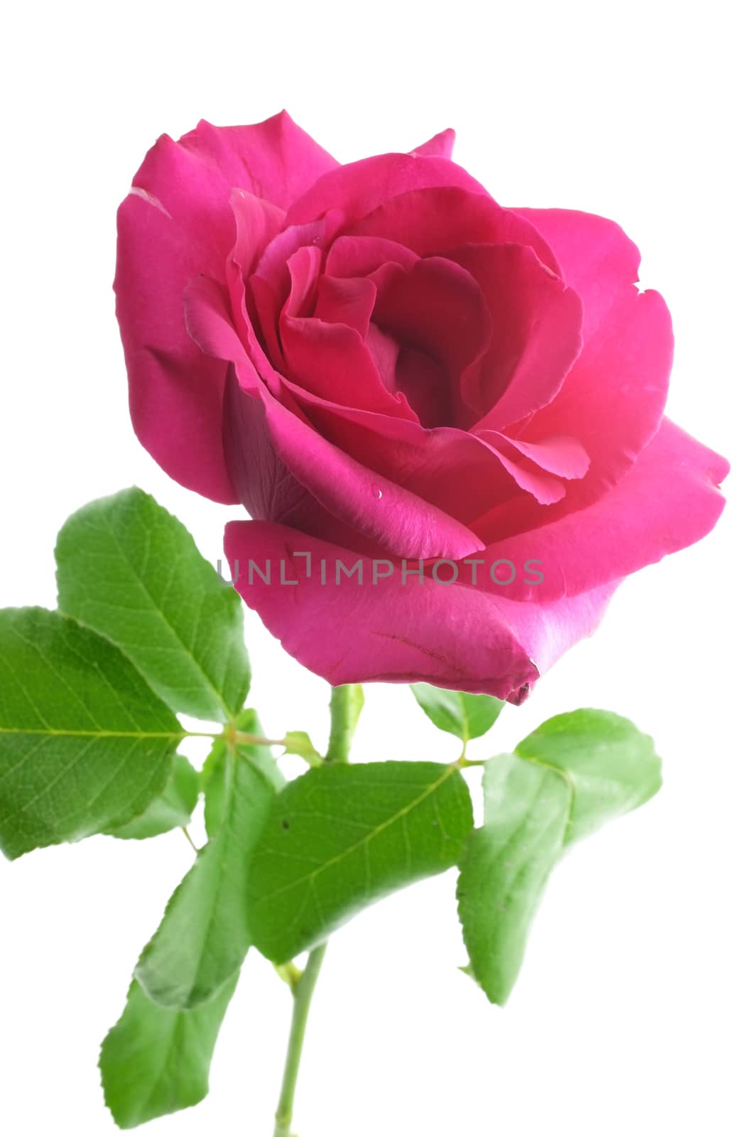 Natural pink rose