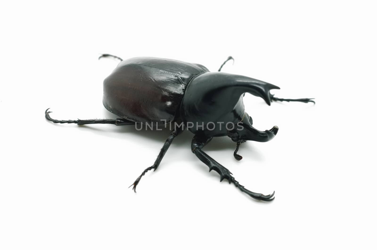 Rhino big horn beetle bug
