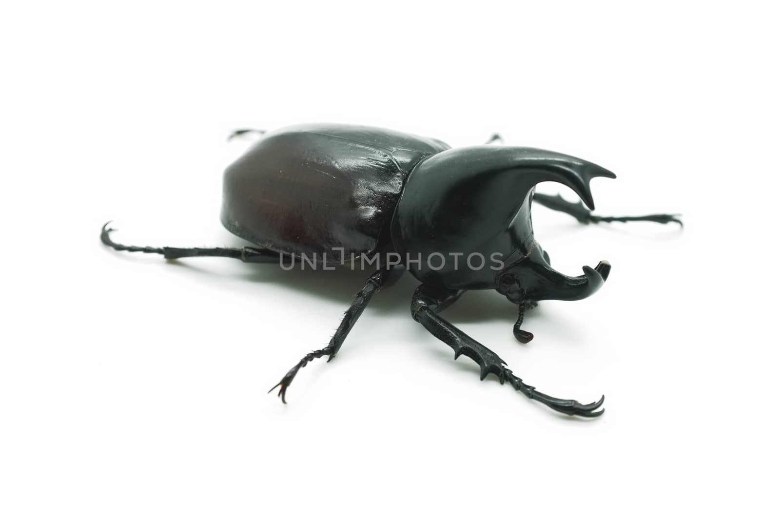 Rhino big horn beetle bug