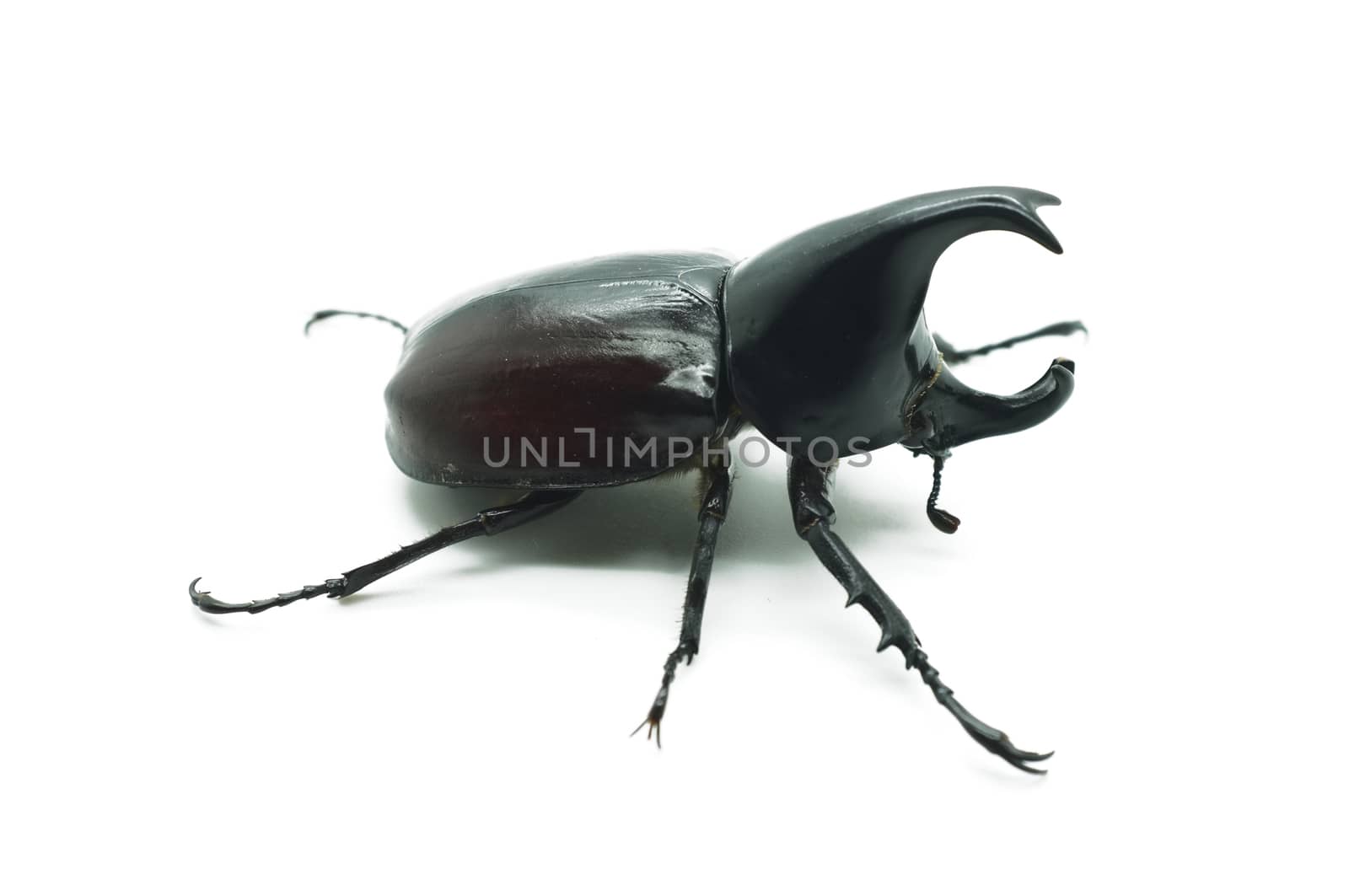 Rhino big horn beetle bug