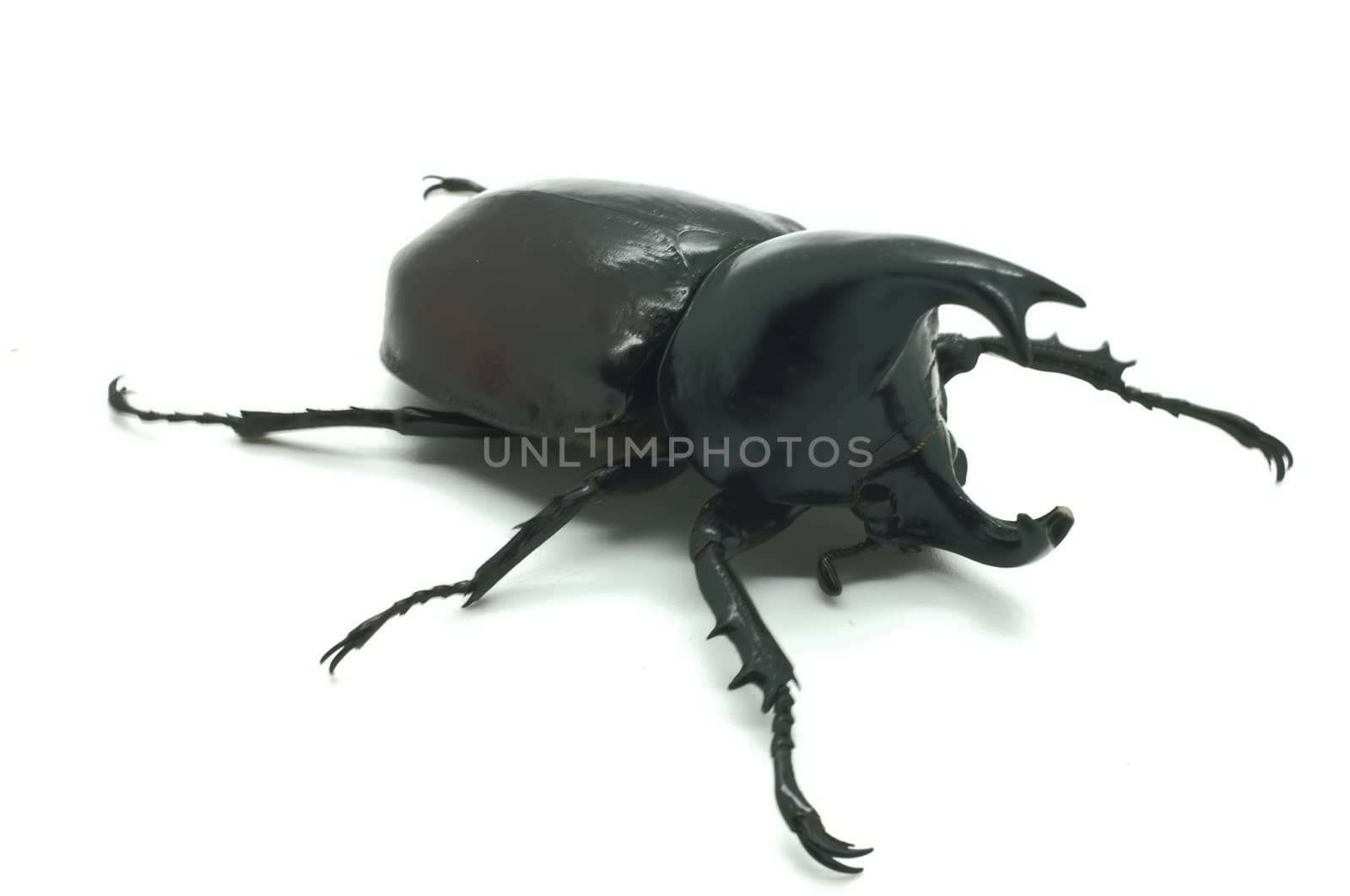 Rhino big horn beetle bug