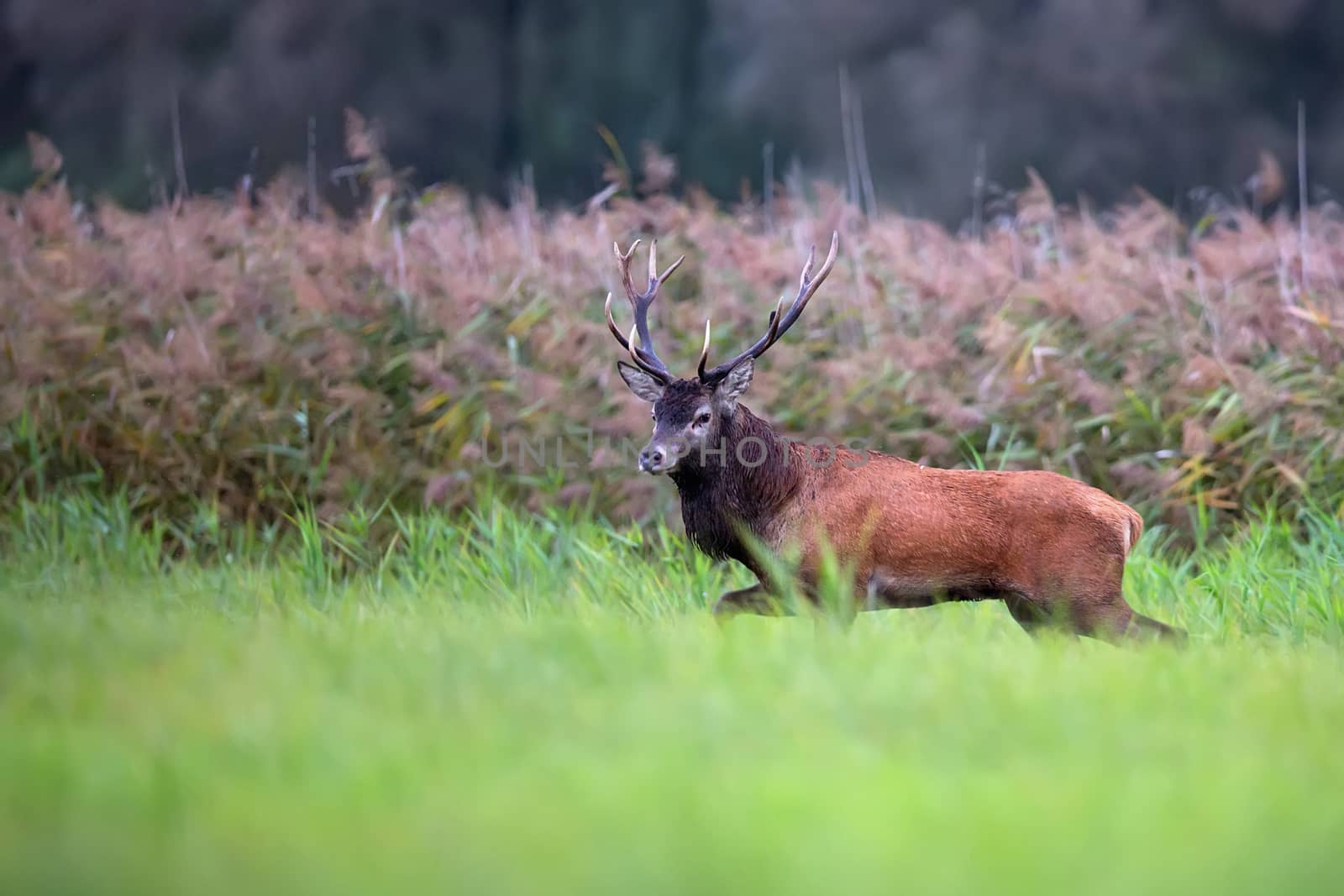 Red deer in the forest in the wild