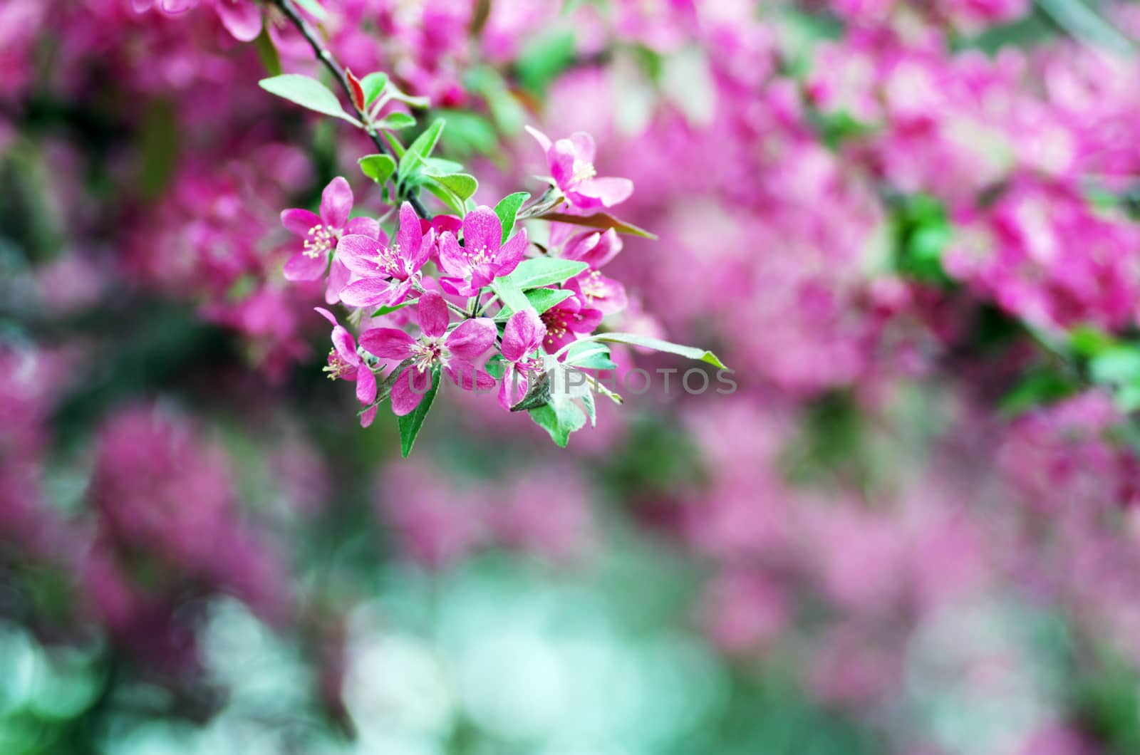  Beautiful Flower in spring. Natural background, soft focus.