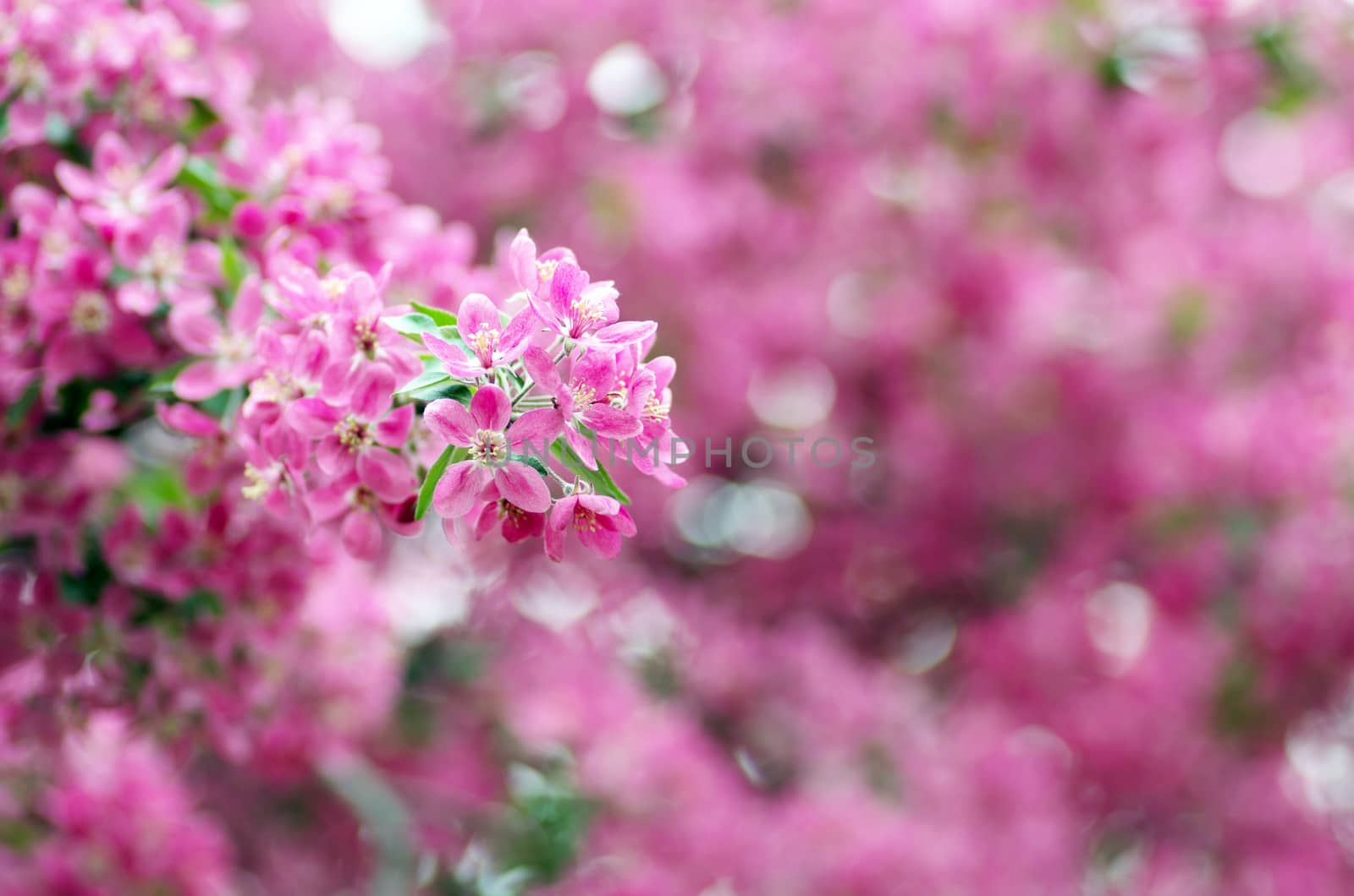  Beautiful Flower in spring. Natural background, soft focus. by dolnikow