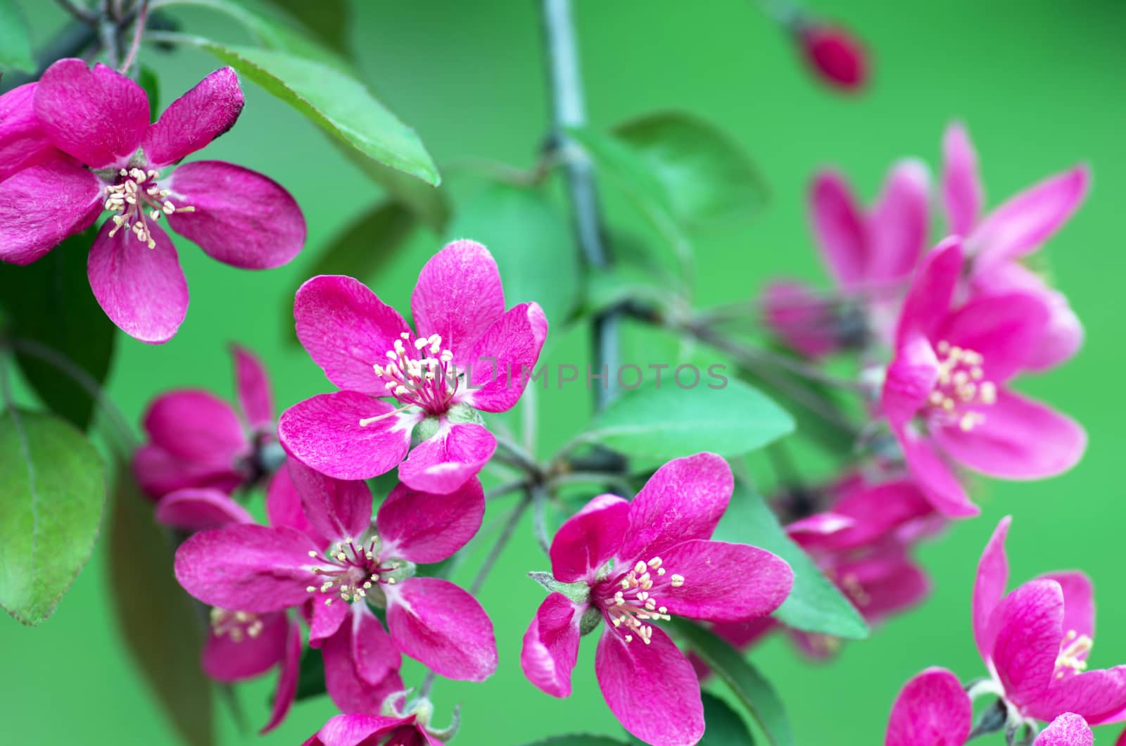  Beautiful Flower in spring. Natural background, soft focus. by dolnikow