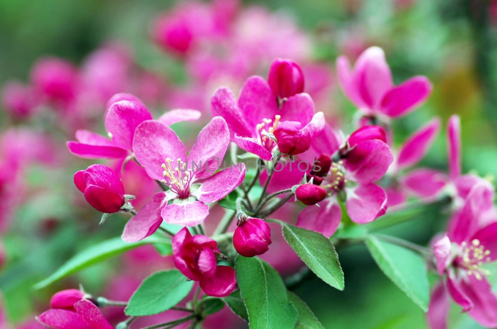  Beautiful Flower in spring. Natural background, soft focus. by dolnikow