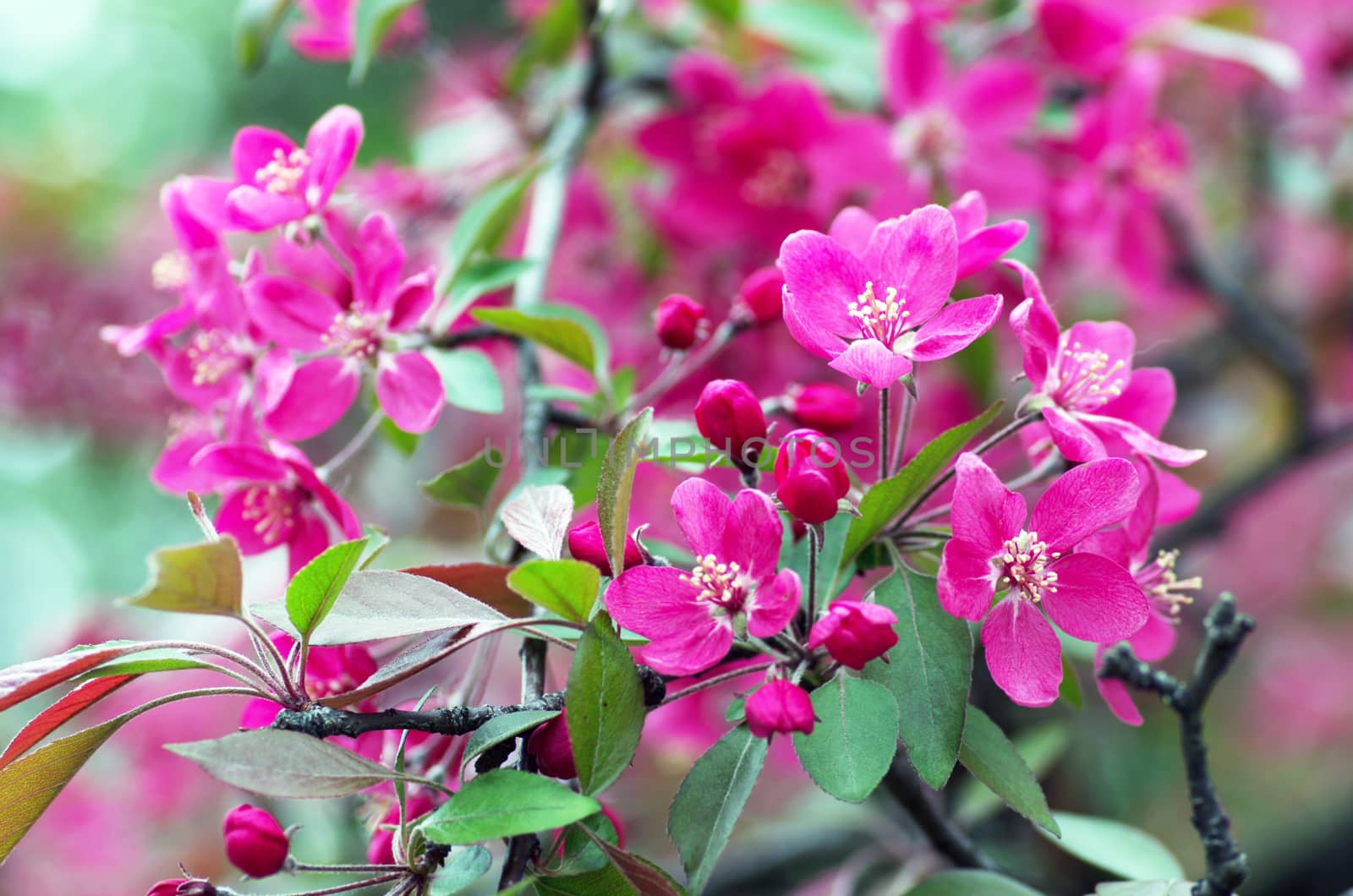  Beautiful Flower in spring. Natural background, soft focus.