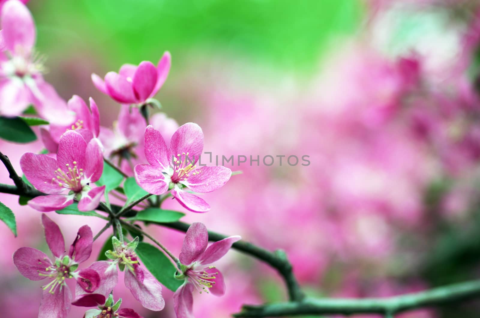  Beautiful Flower in spring. Natural background, soft focus. by dolnikow