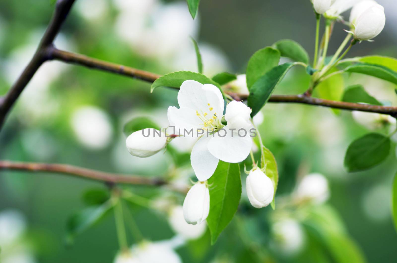  Beautiful Flower in spring. Natural background, soft focus. by dolnikow