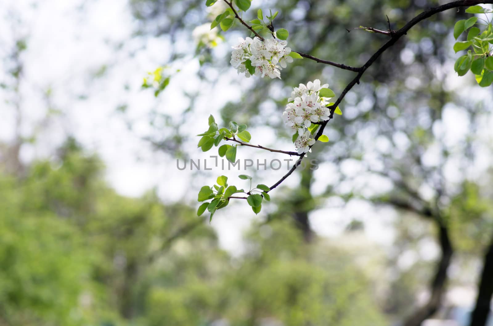  Beautiful Flower in spring. Natural background, soft focus. by dolnikow