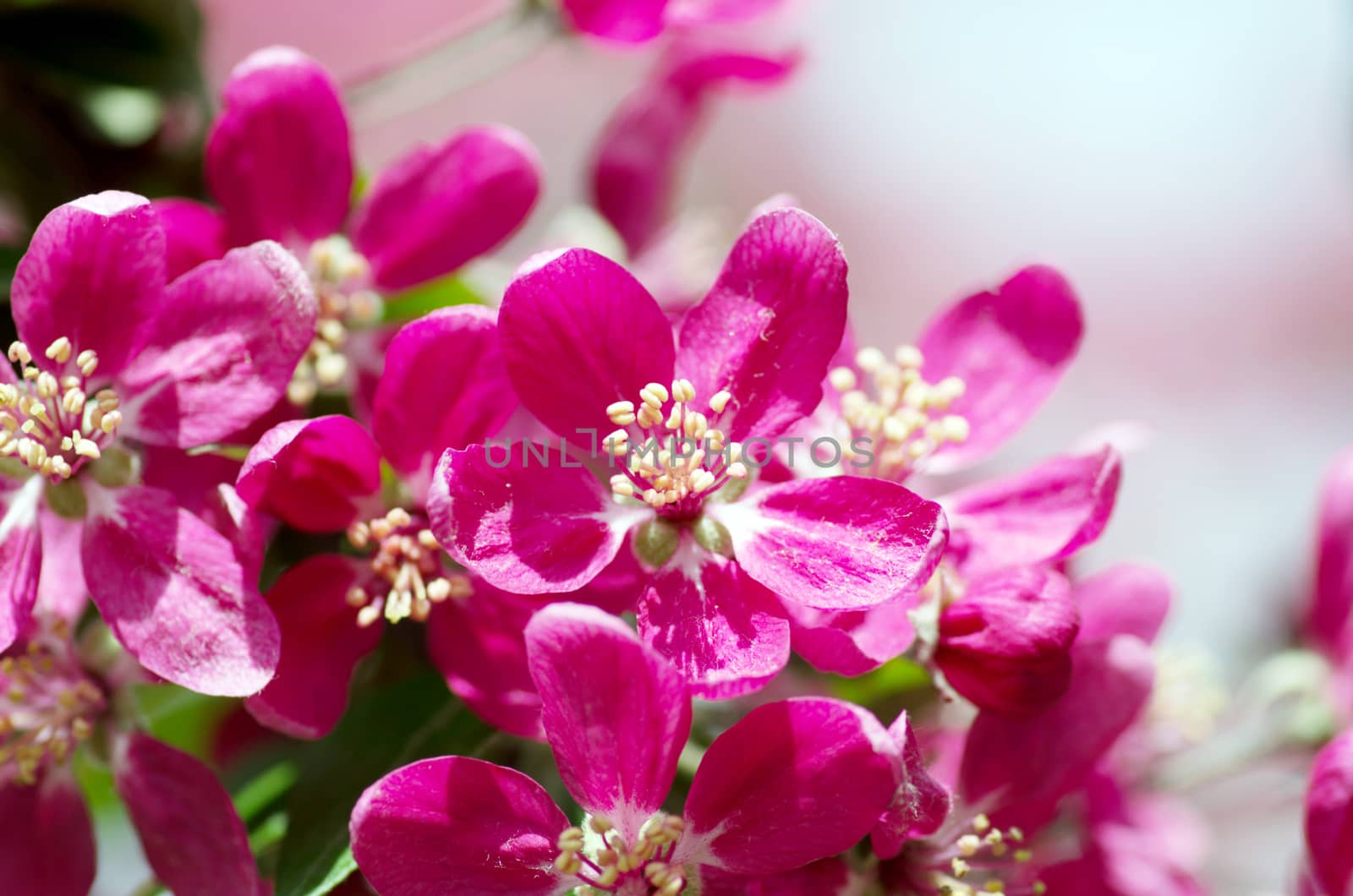  Beautiful Flower in spring. Natural background, soft focus.