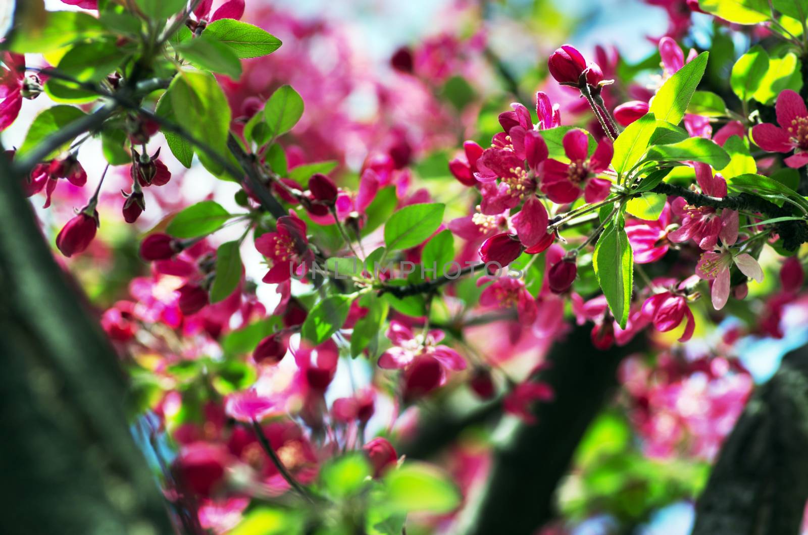  Beautiful Flower in spring. Natural background, soft focus.