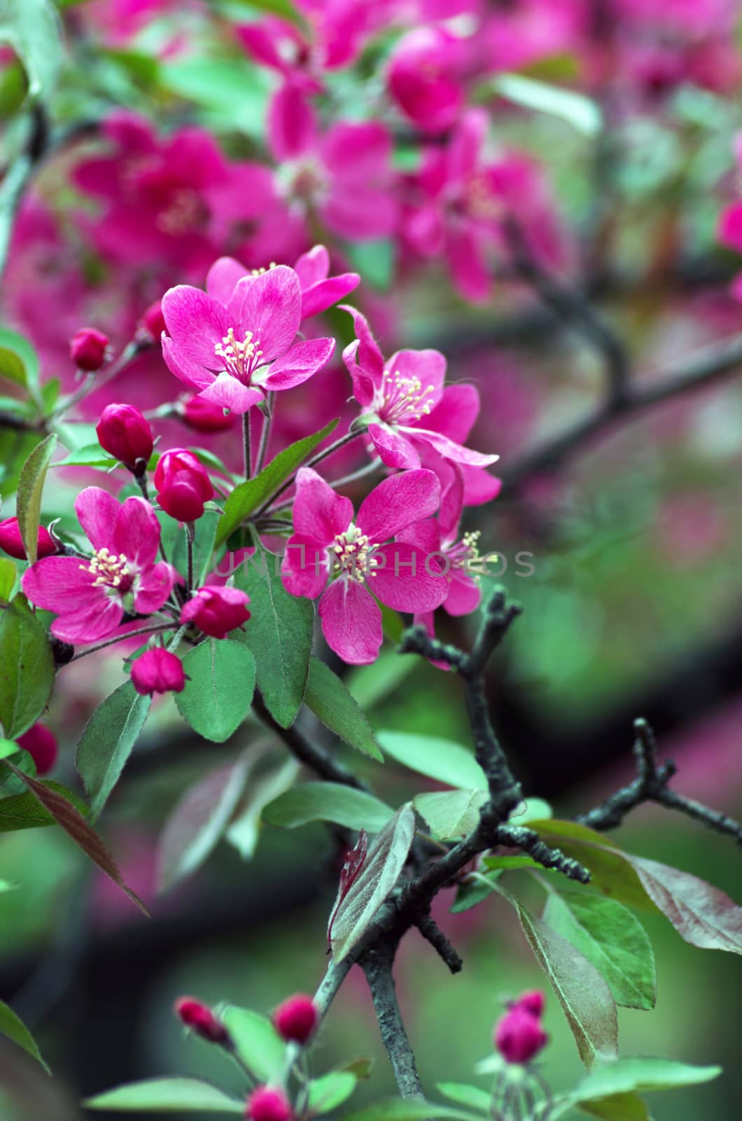  Beautiful Flower in spring. Natural background, soft focus.