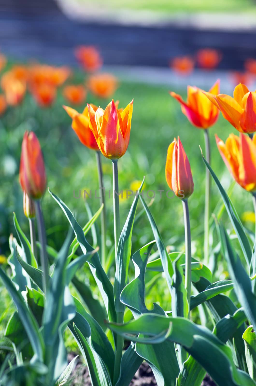  Spring background with tulips over natural background