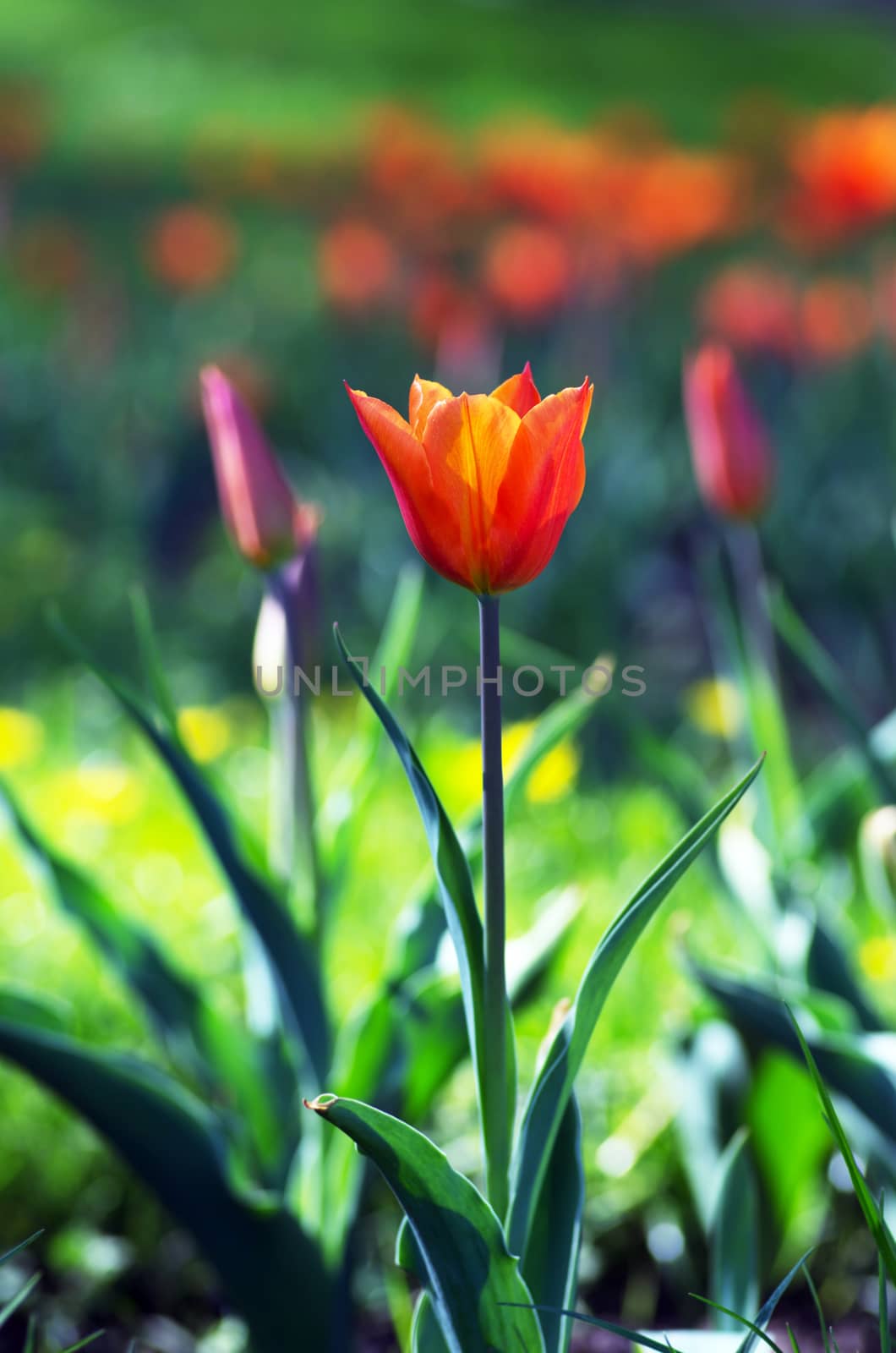  Spring background with tulips over natural background by dolnikow