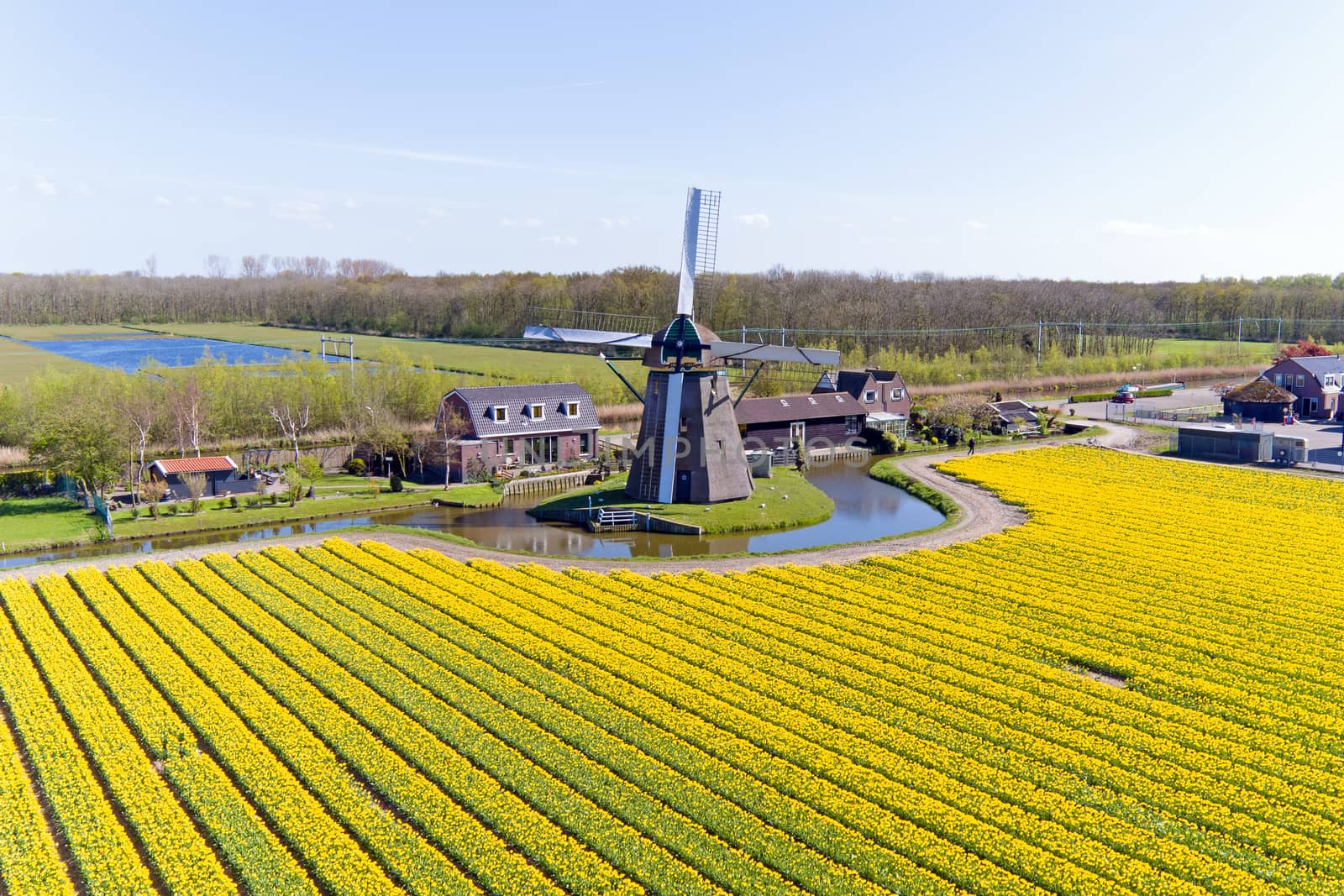 Ancient traditional windmill in the blossoming tulip fields in the Netherlands