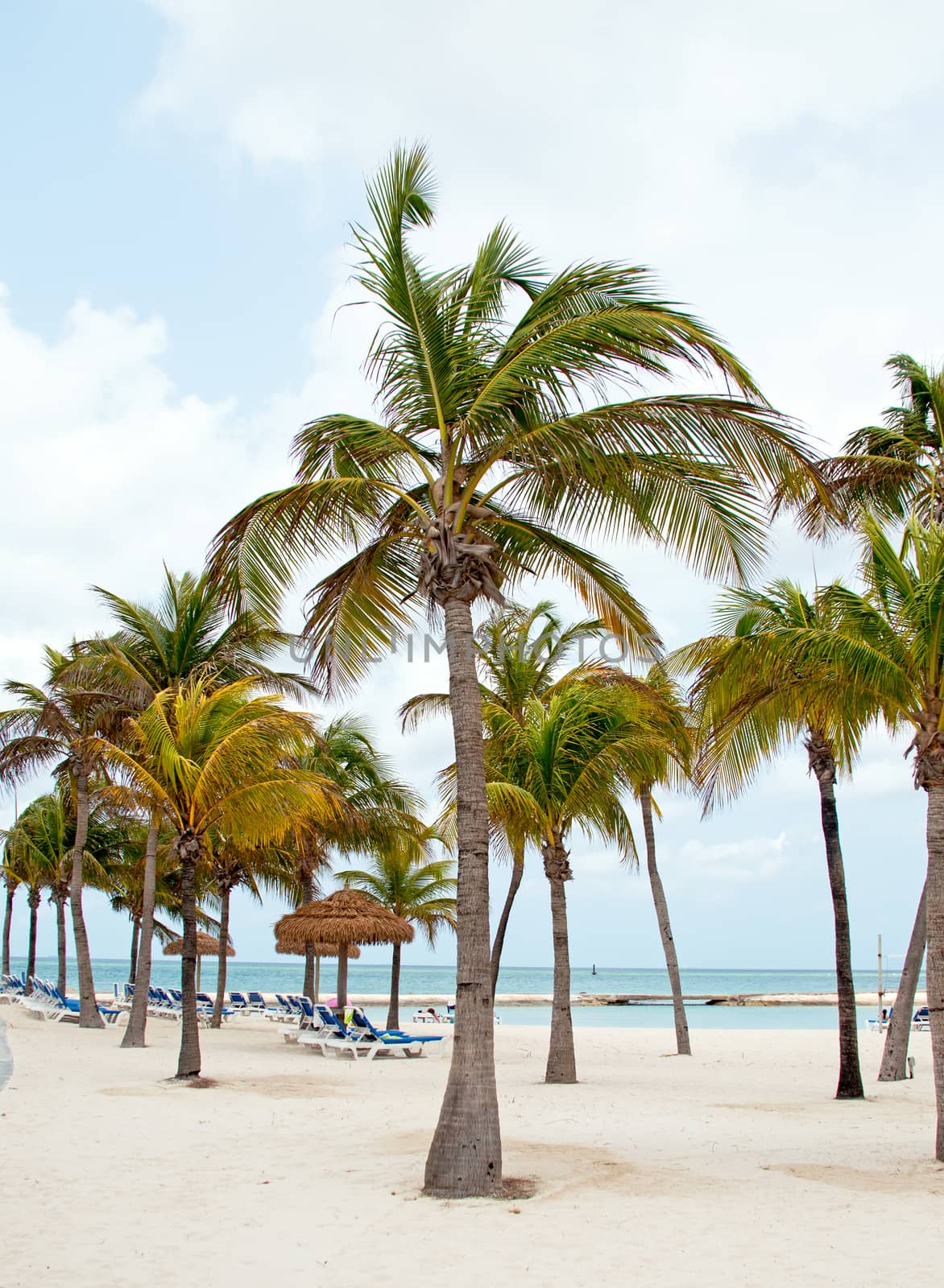 Palmtrees at the beach on Aruba island in the Caribbean Sea