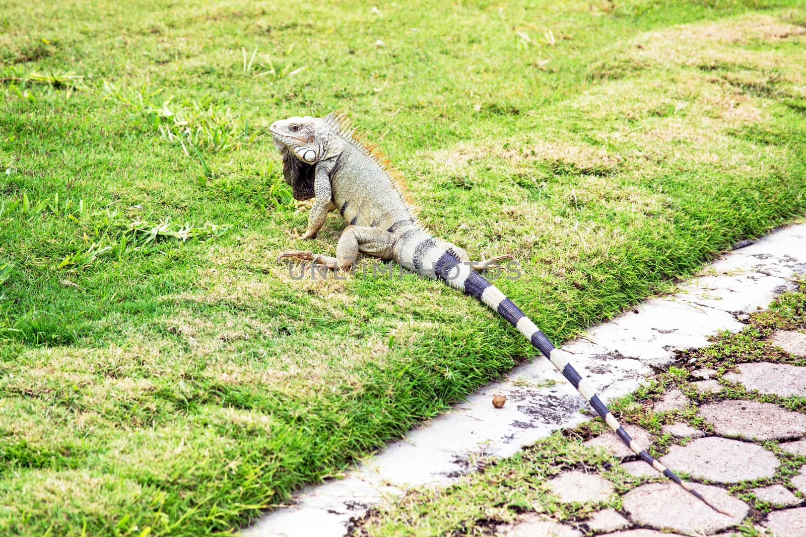 Leguan on Aruba island in the Caribbean