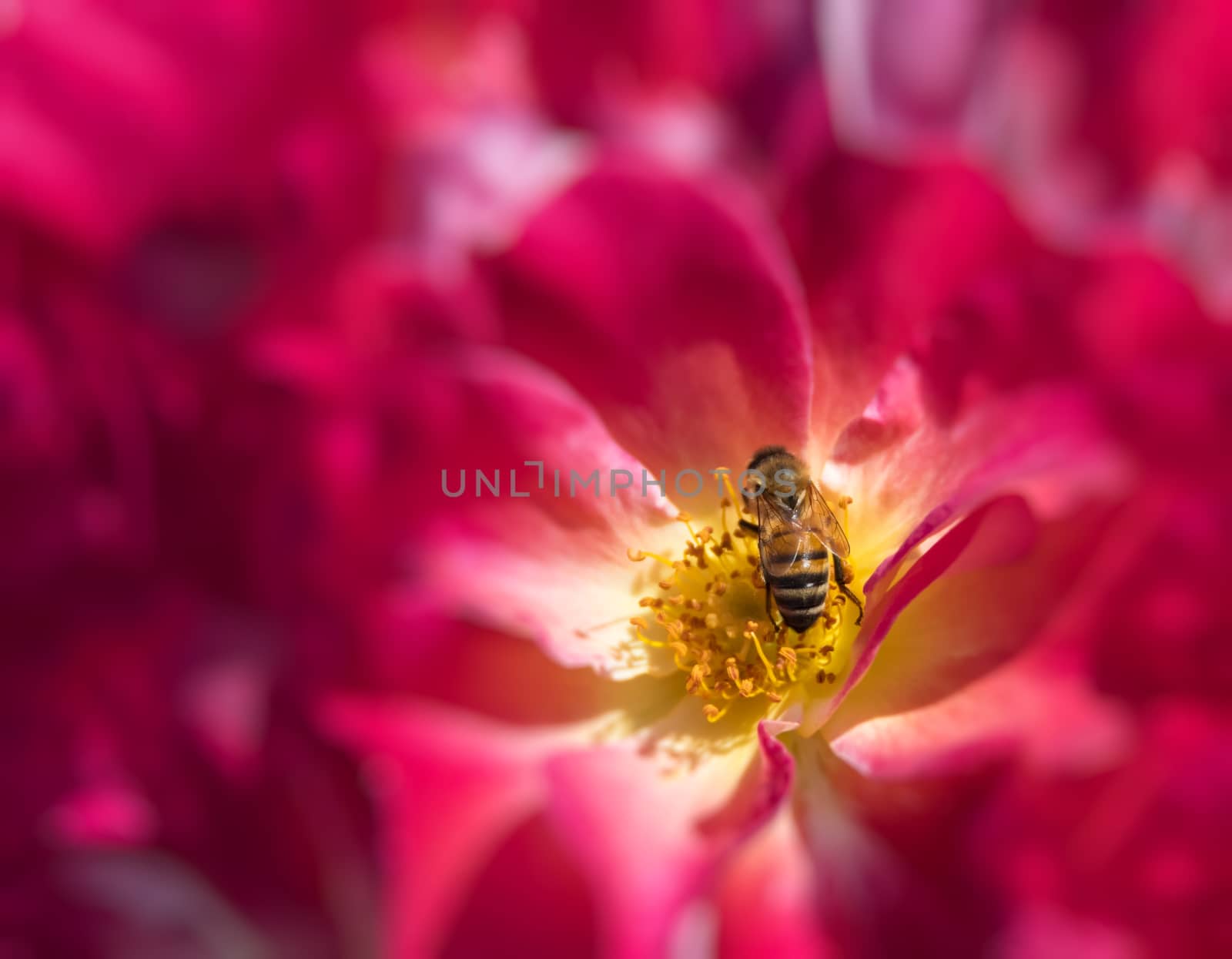 Honey Bee in a rose flower feeding and pollinating.